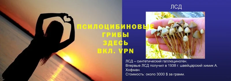 Псилоцибиновые грибы GOLDEN TEACHER  Катав-Ивановск 